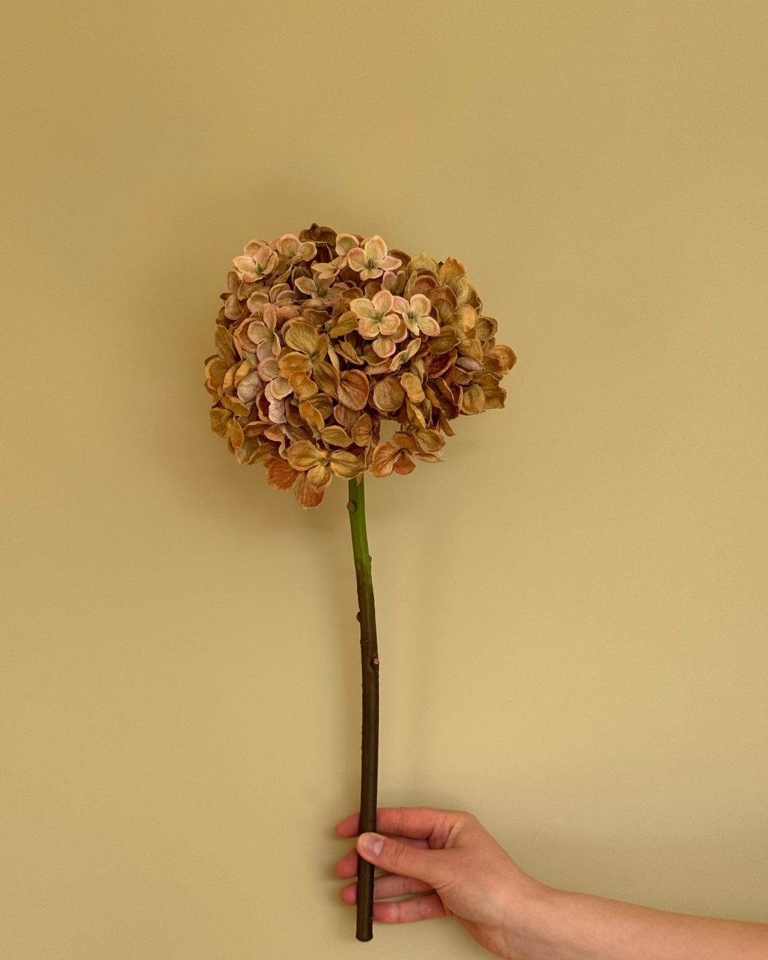 Beige Hortensia - 50 cm