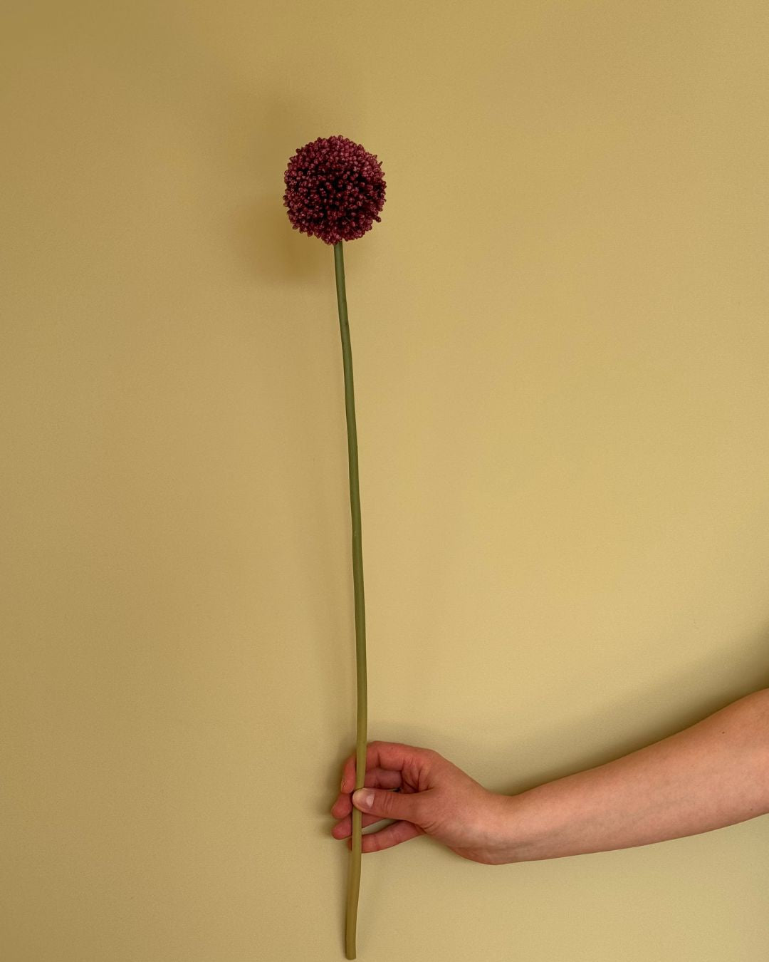 Lille Allium Pink/Lilla - 65 cm
