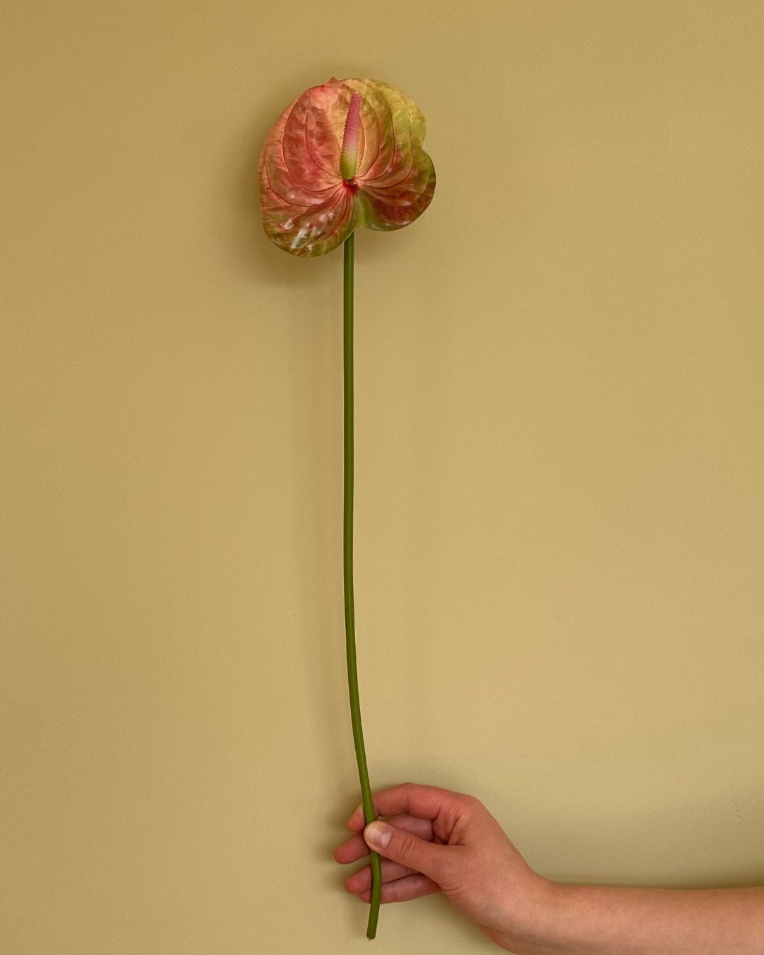Lille Anthurium Mulitfarvet - 50 cm