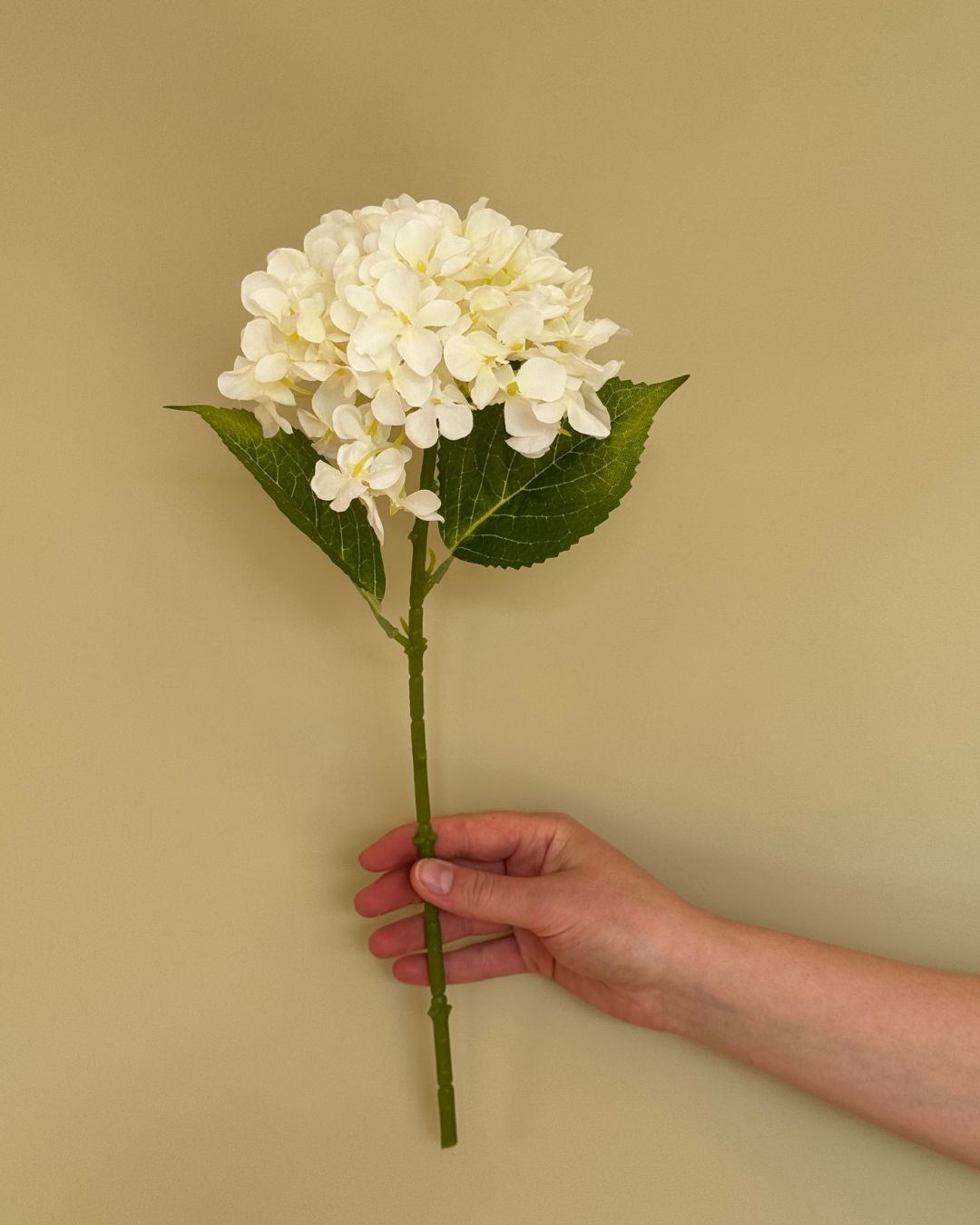 Lille Hvid Hortensia