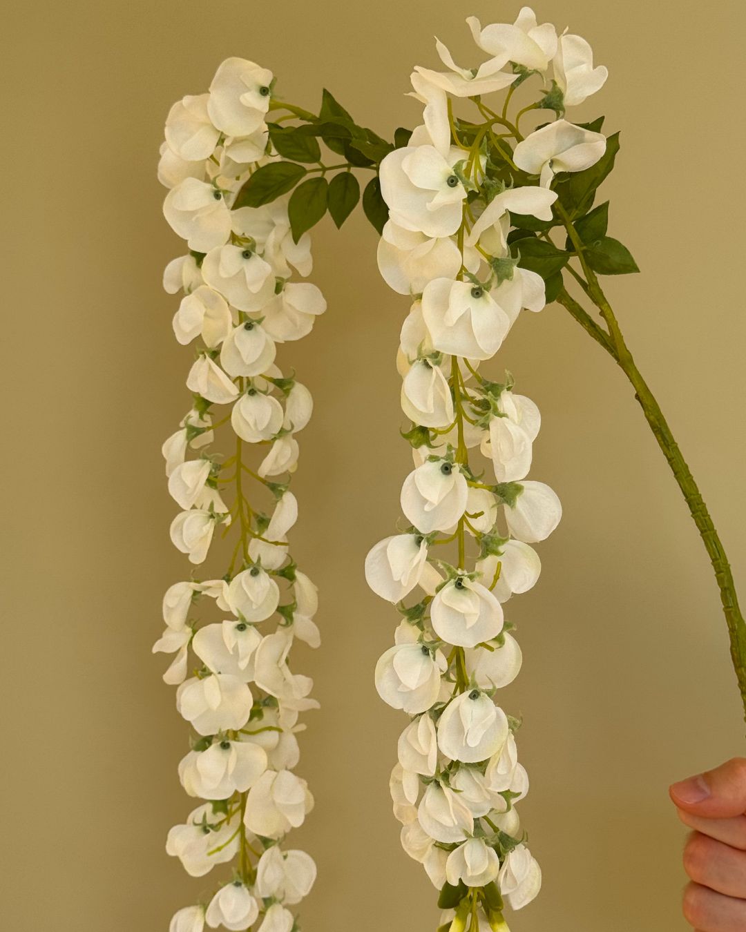 Wisteria - Hvid