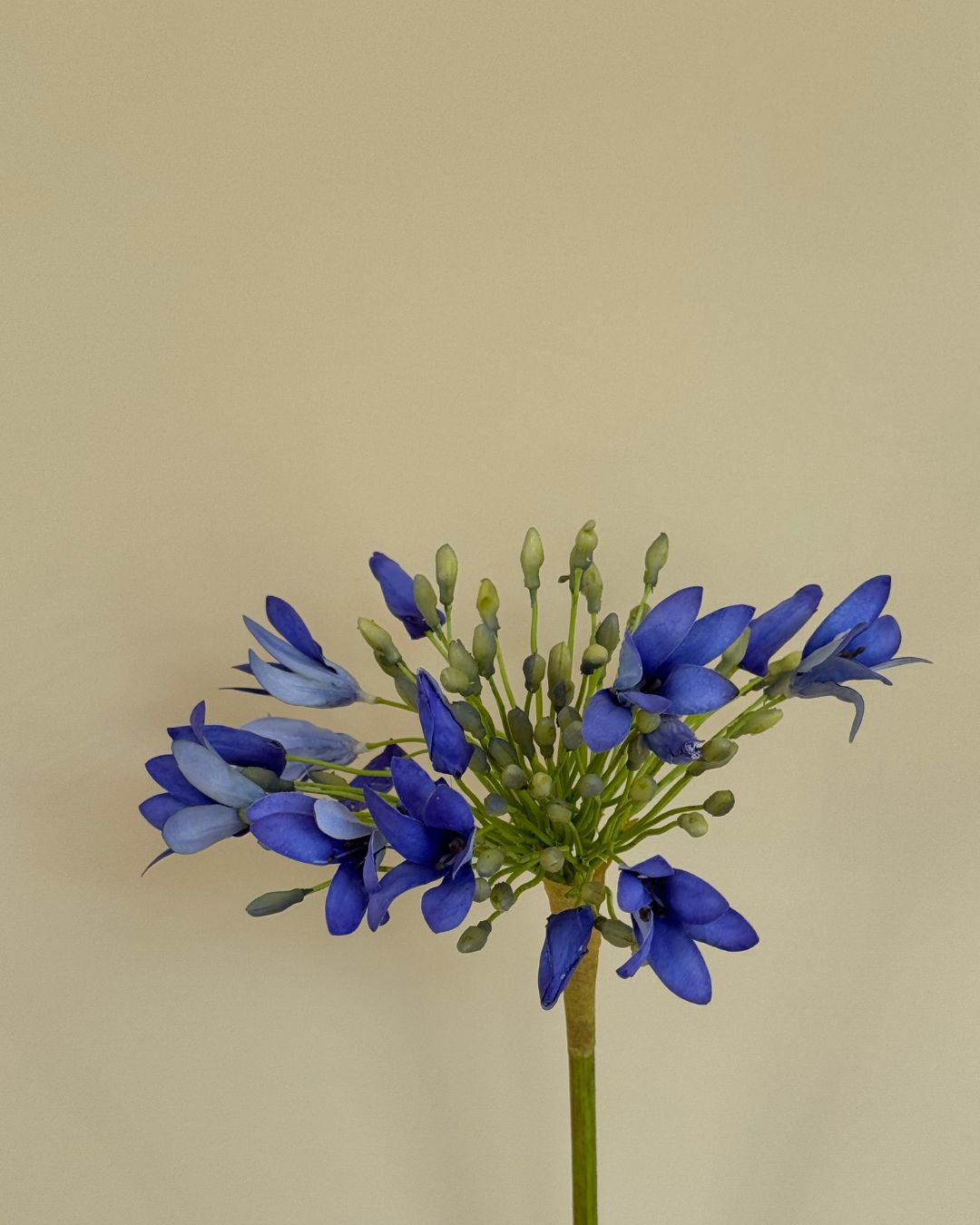 Skærmlilje - Blå - 92 cm