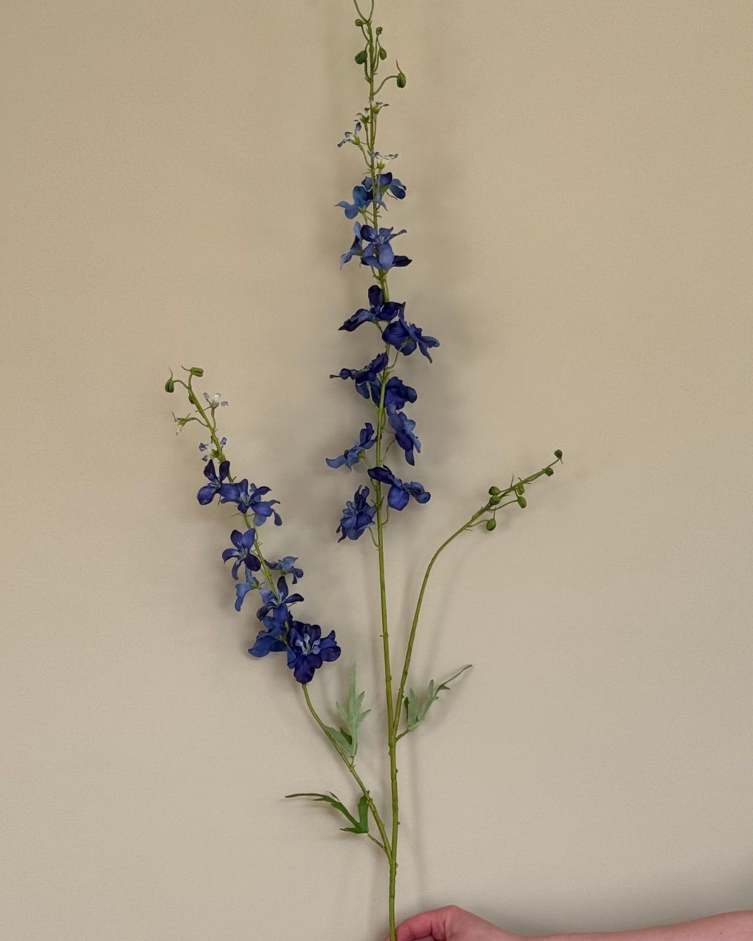 Ridderspore - Blå - 122 cm