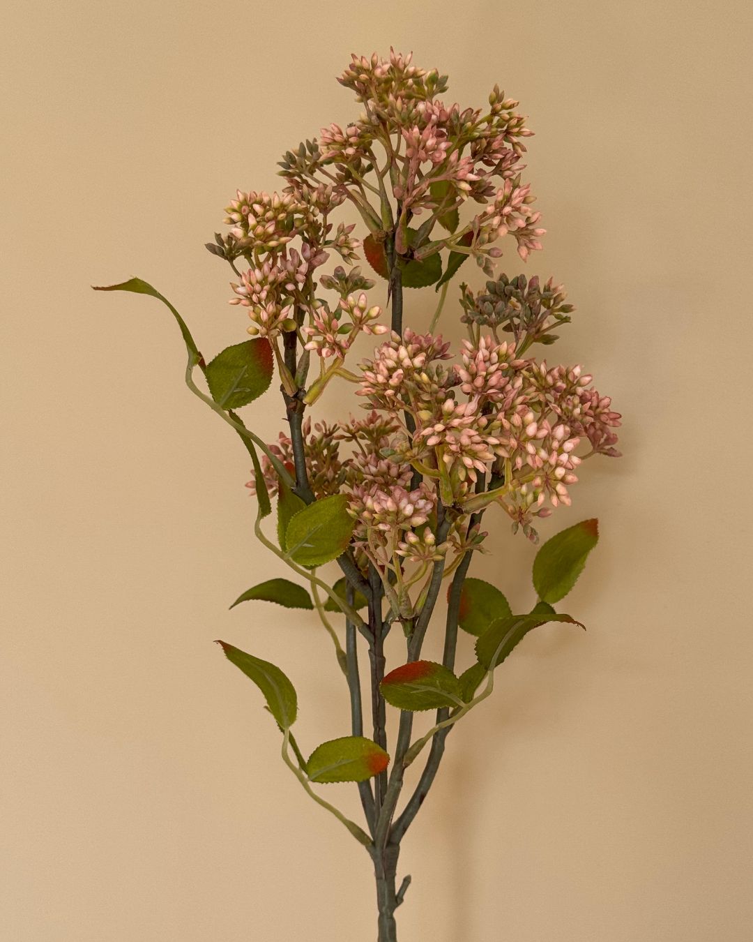 Kirsebærgran Burgundy - 65 cm
