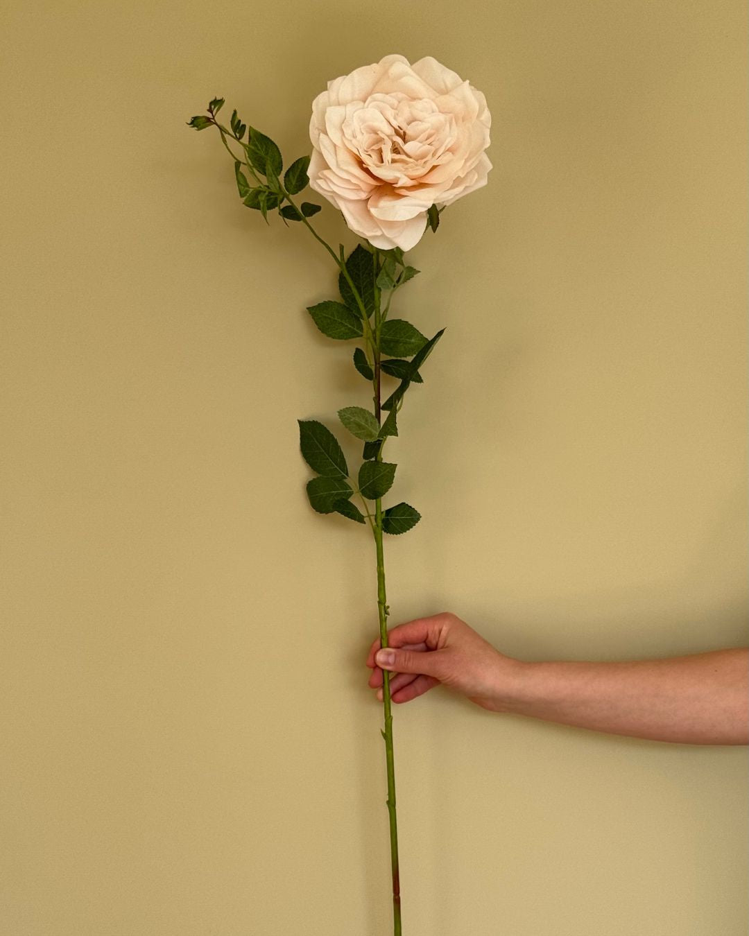 Rose - Beige - 59 cm