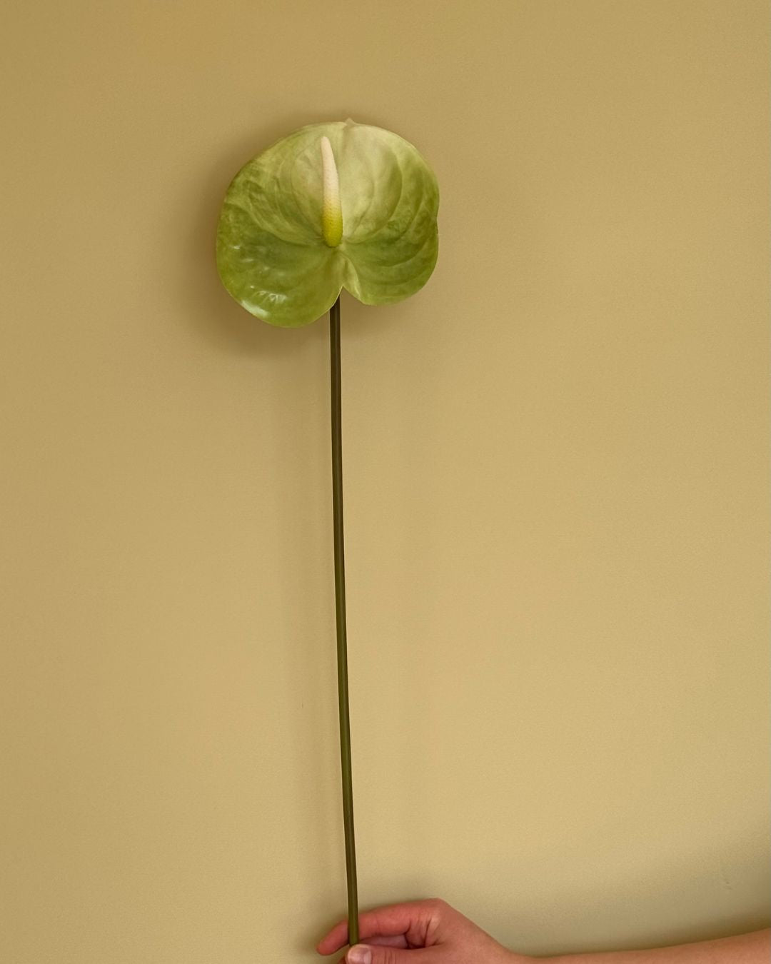 Stor Anthurium Grøn - 61 cm