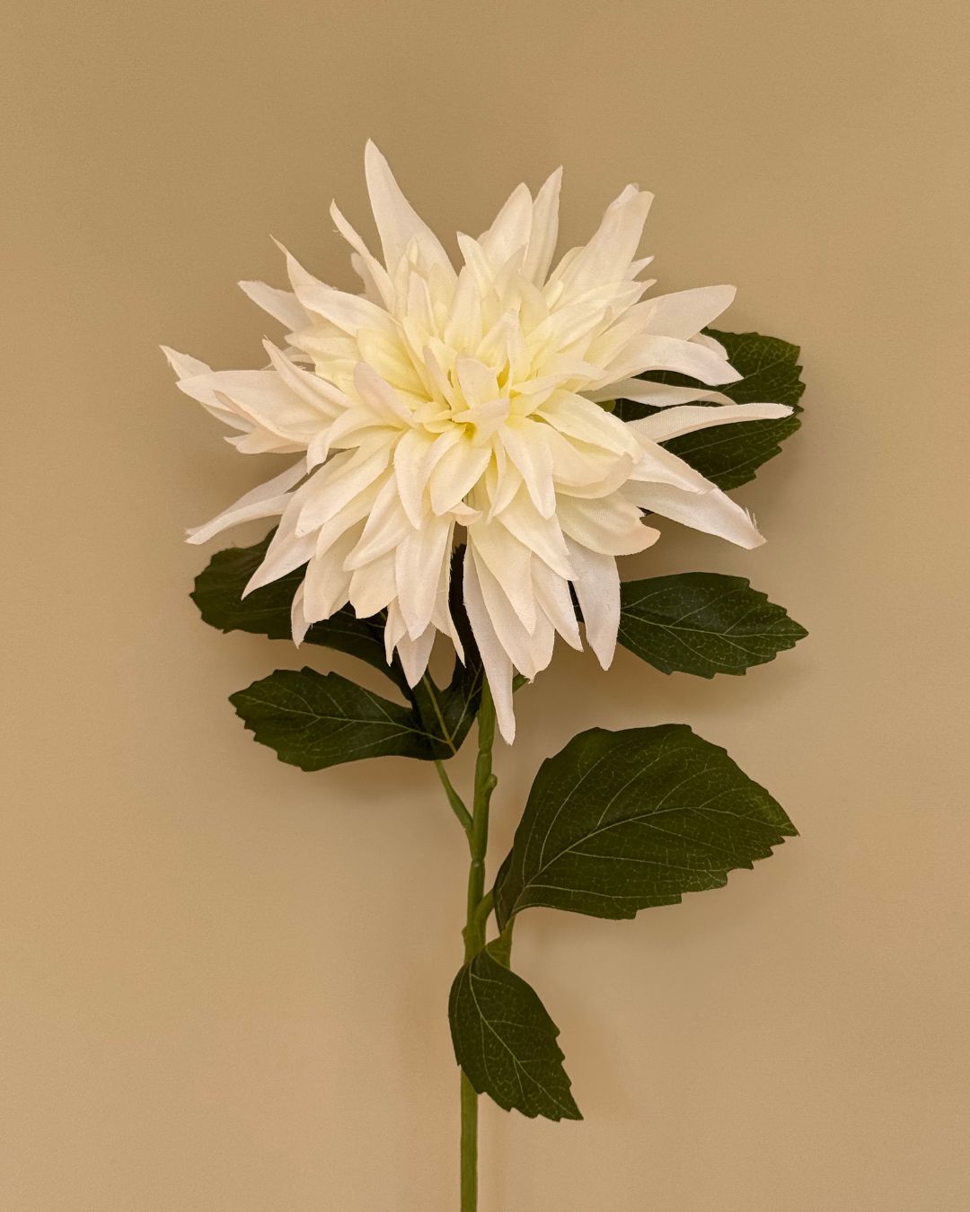 Dahlia Hvid - 65 cm
