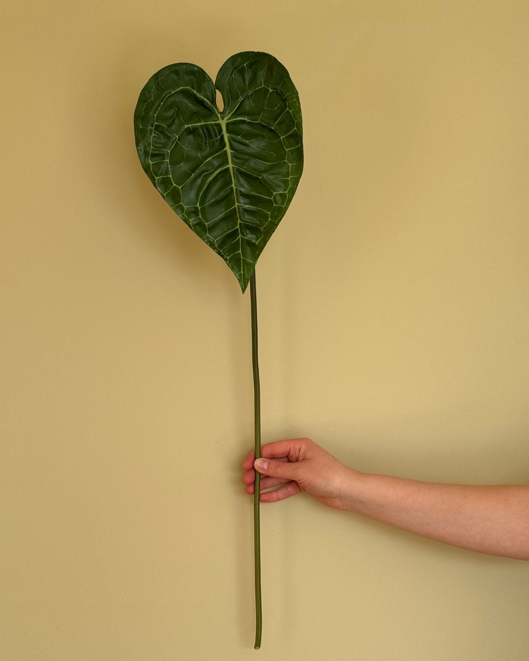 Anthurium Blad - 74 cm