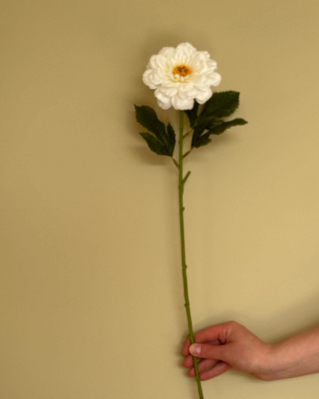 Zinnia Hvid - 63 cm