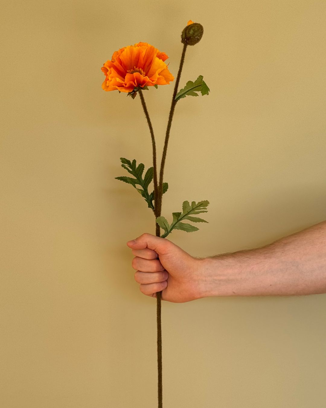 Valmue Orange 64 - cm