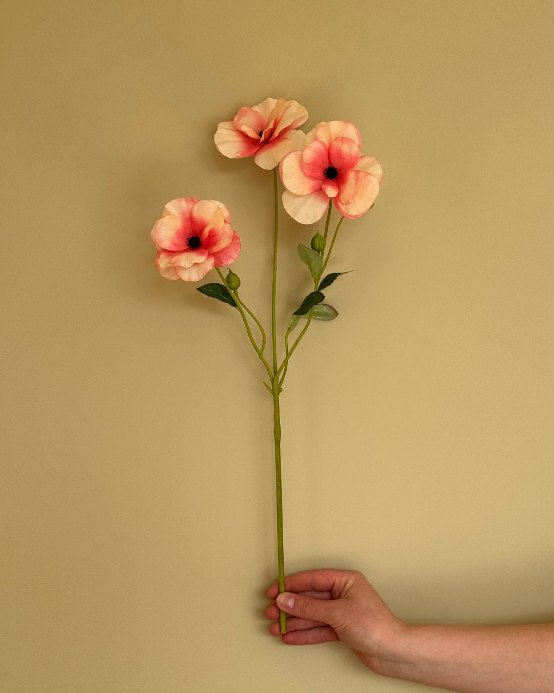 Ranunkel Abrikos - 67 cm