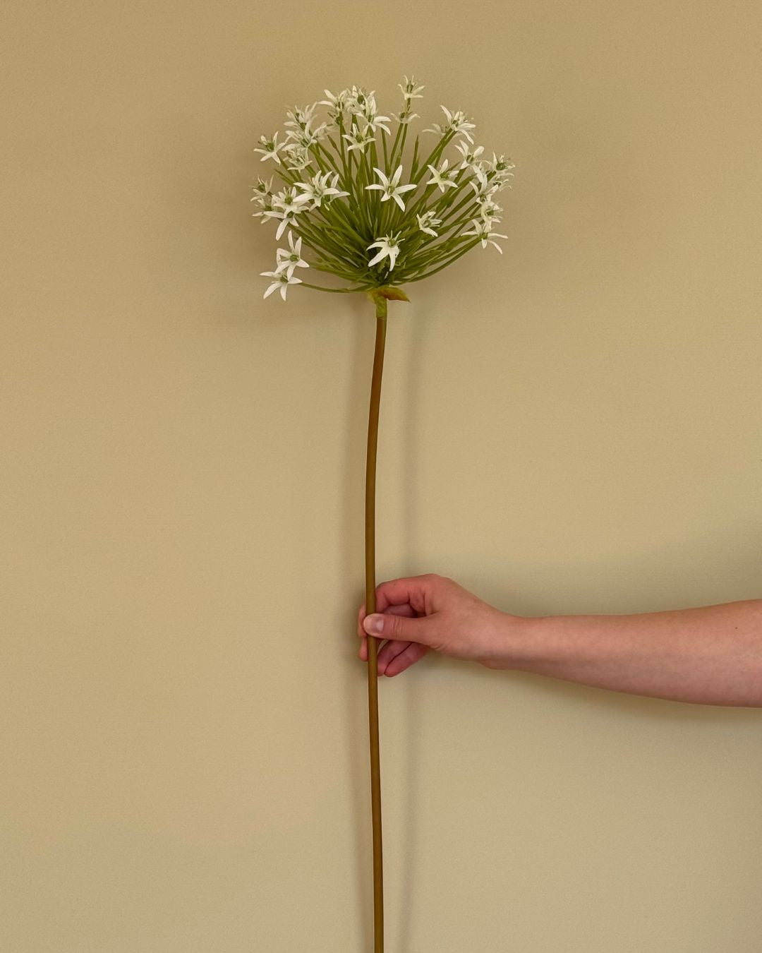 Allium - Hvid - 93 cm
