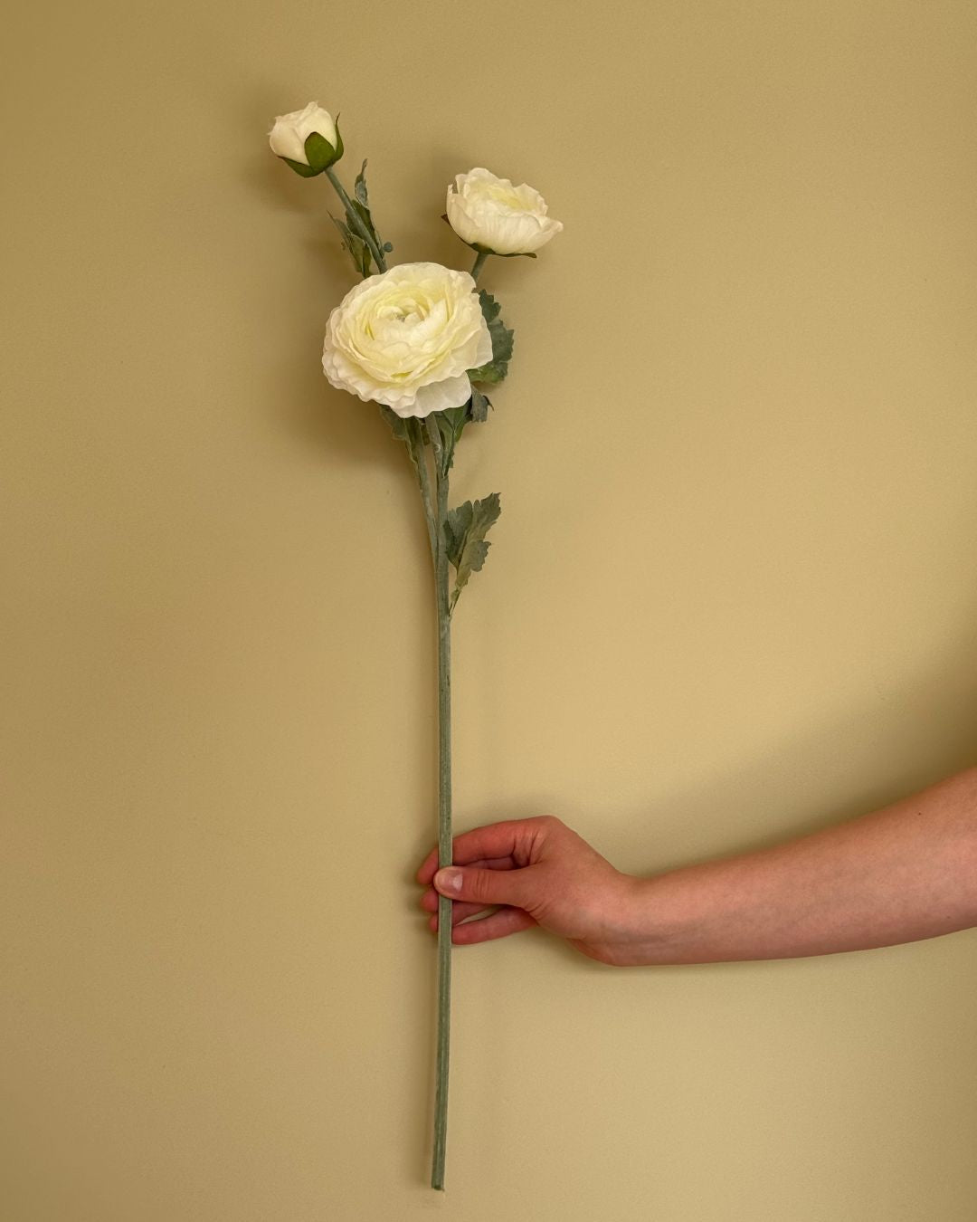 Ranukel Hvid - 65 cm