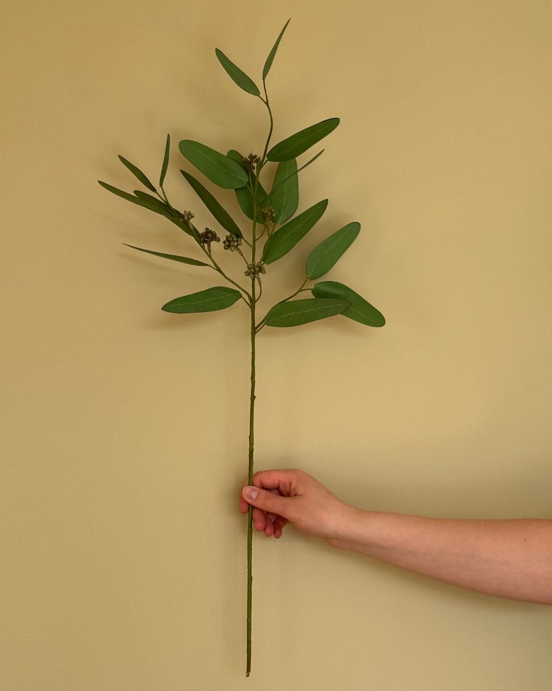 Eucalypthus - 90 cm
