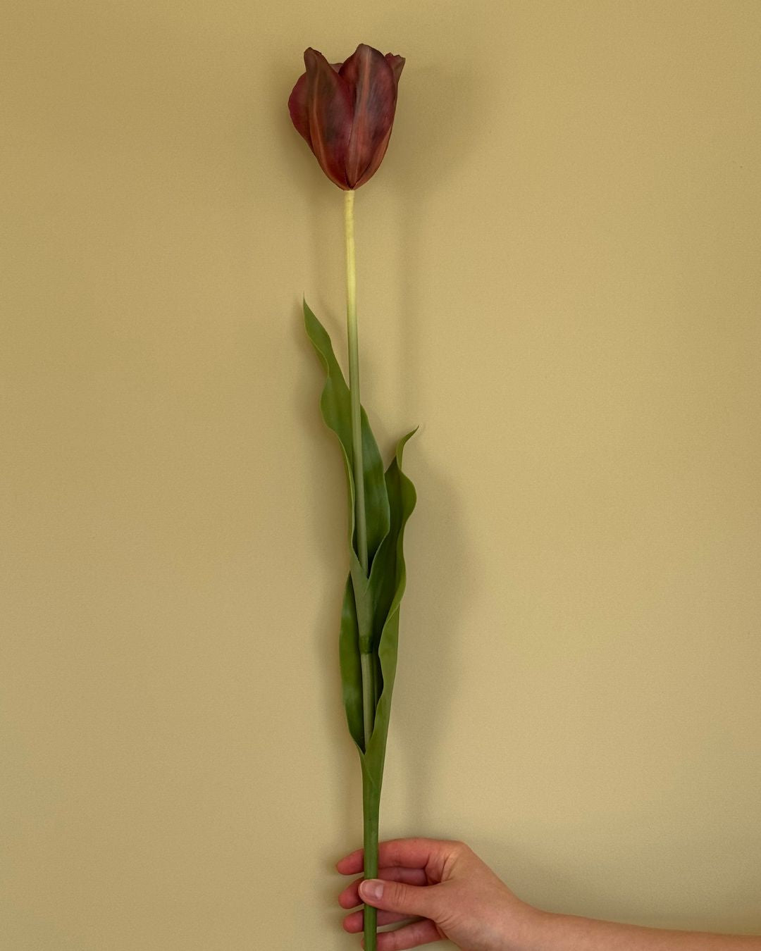 Tulipan - Burgundy - 72 cm