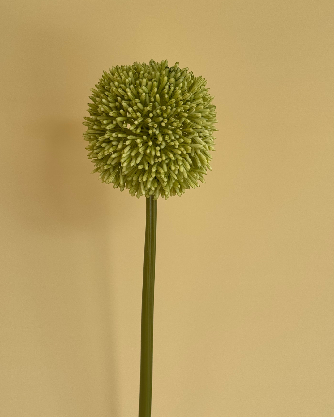 Allium Grøn - 64 cm