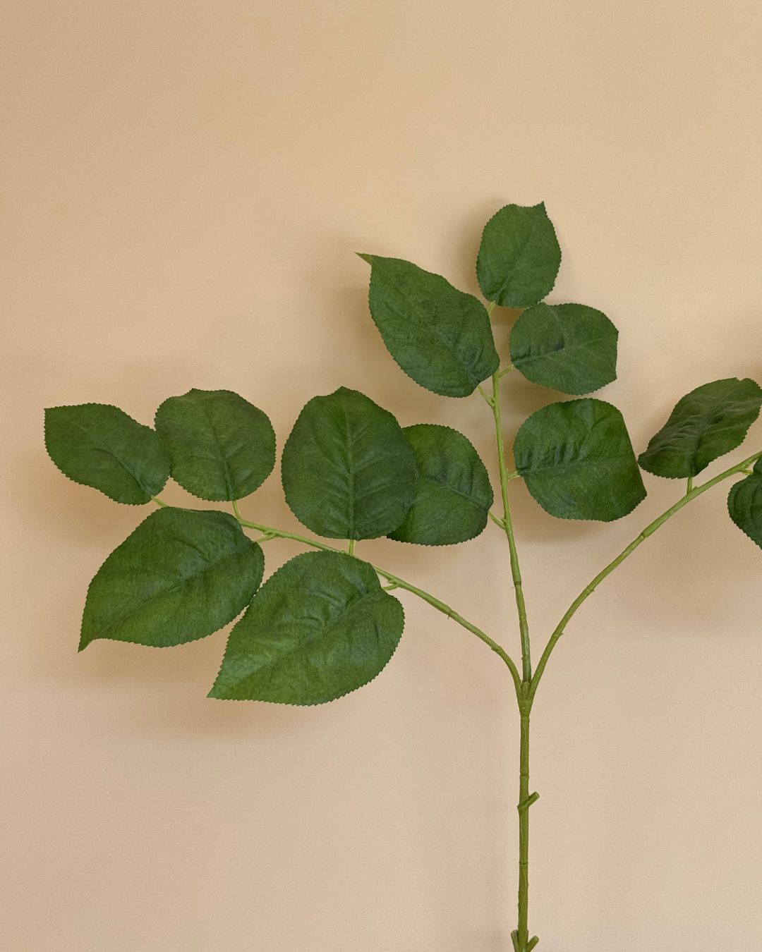 Salal - 80 cm