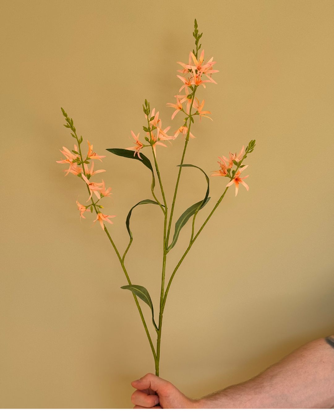 Prærielilje Lys Orange - 100 cm