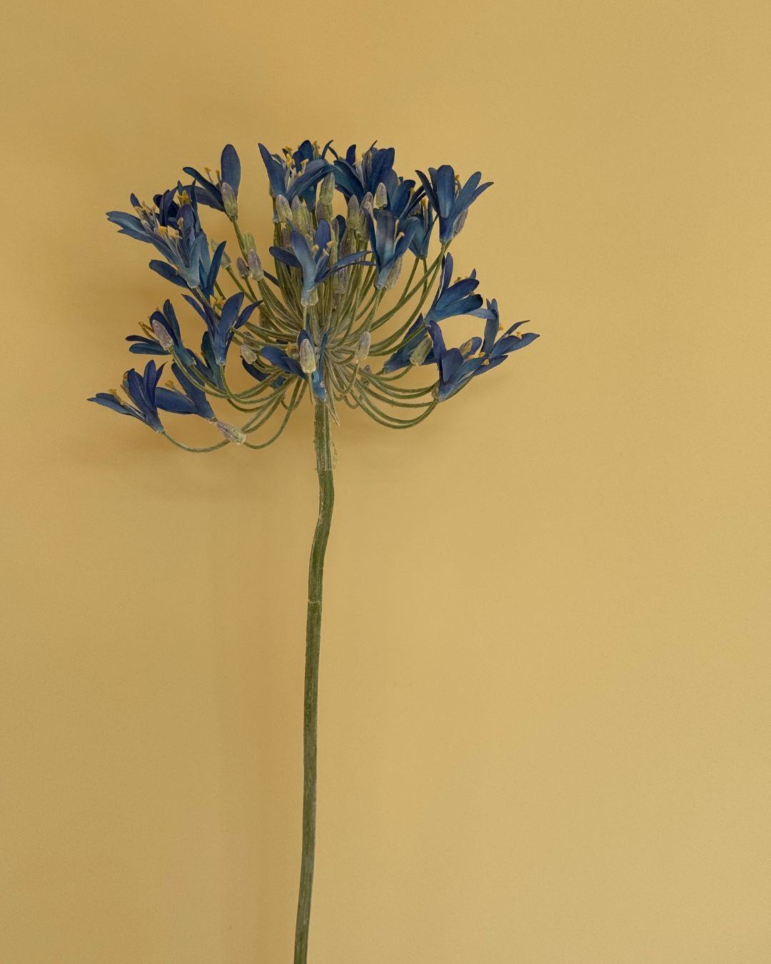 Skærmlijle Blå - 90 cm