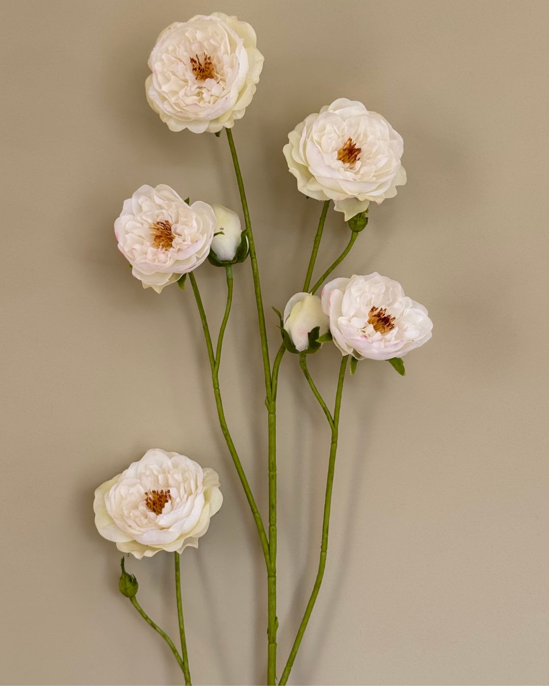 Rose - Creme - 103 cm