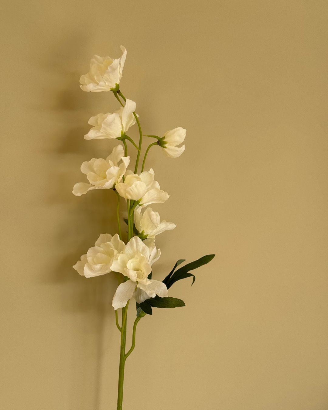 Ridderspore Hvid - 50 cm