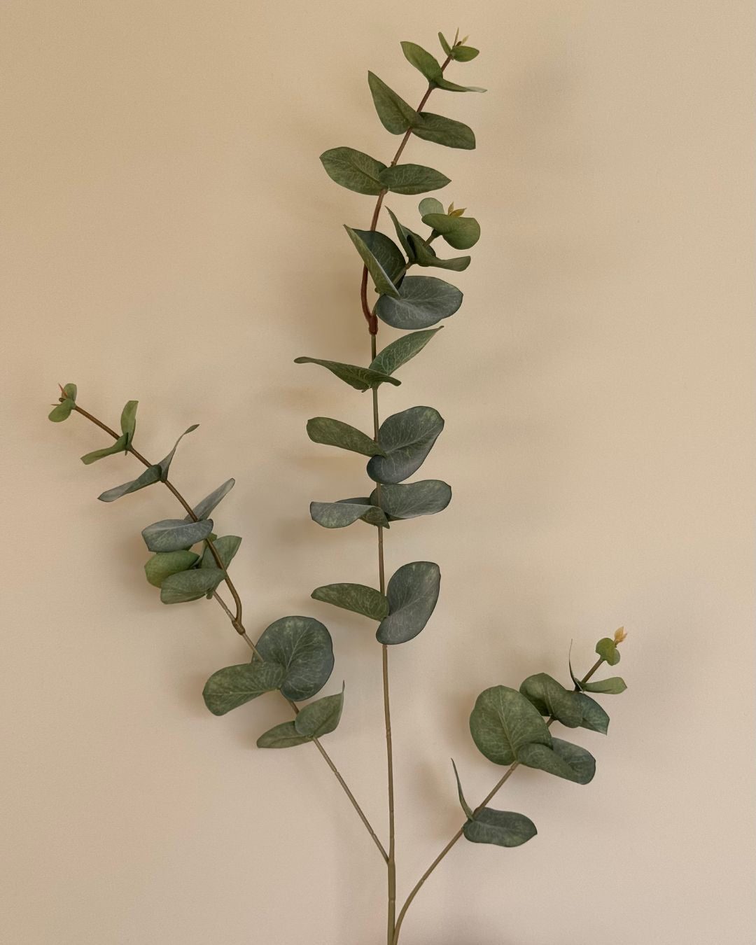 Ecaluptus - 86 cm