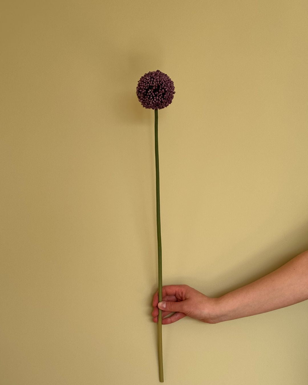 Lille Allium Lilla - 65 cm
