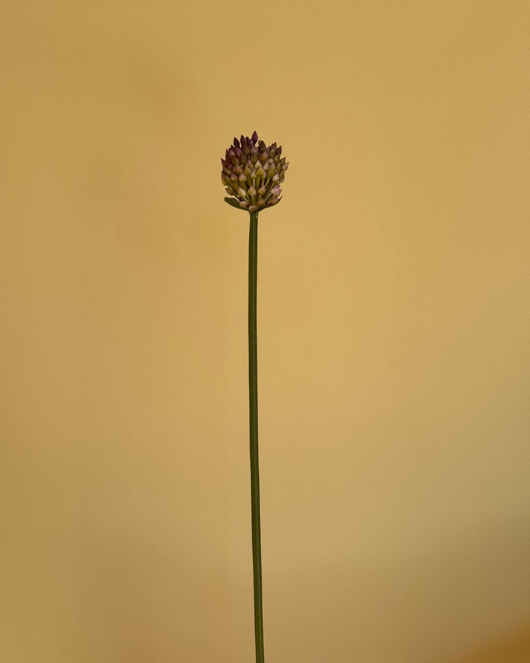 Fuchsia Allium
