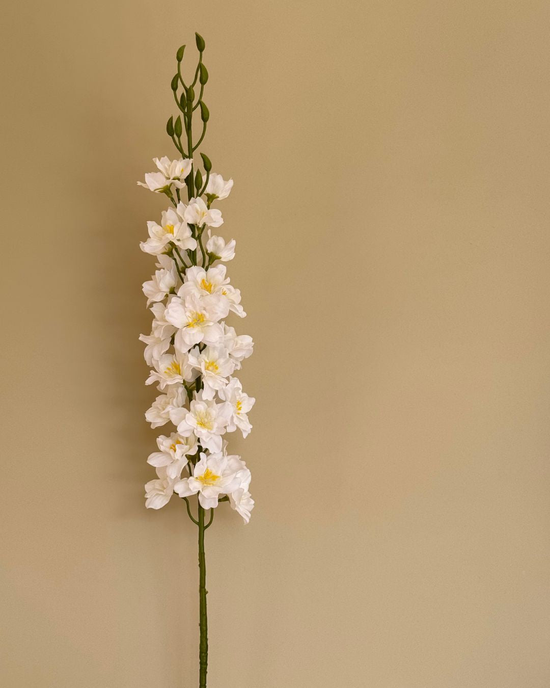 Ridderspore Hvid - 80 cm