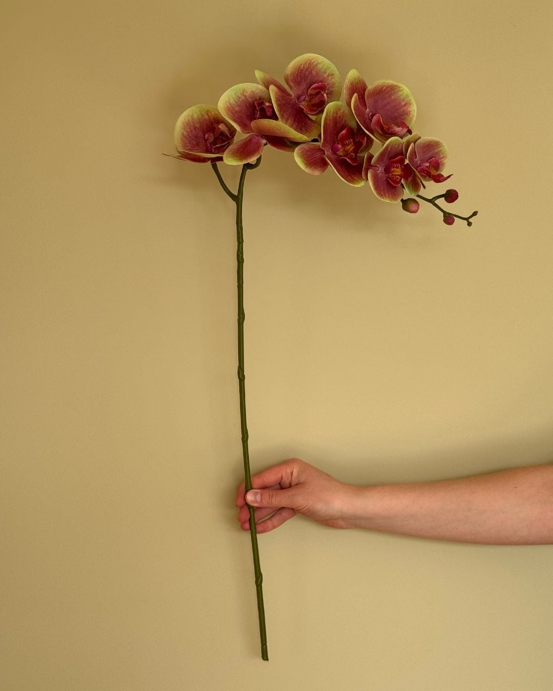 Orkide Mulitfarvet - 85 cm