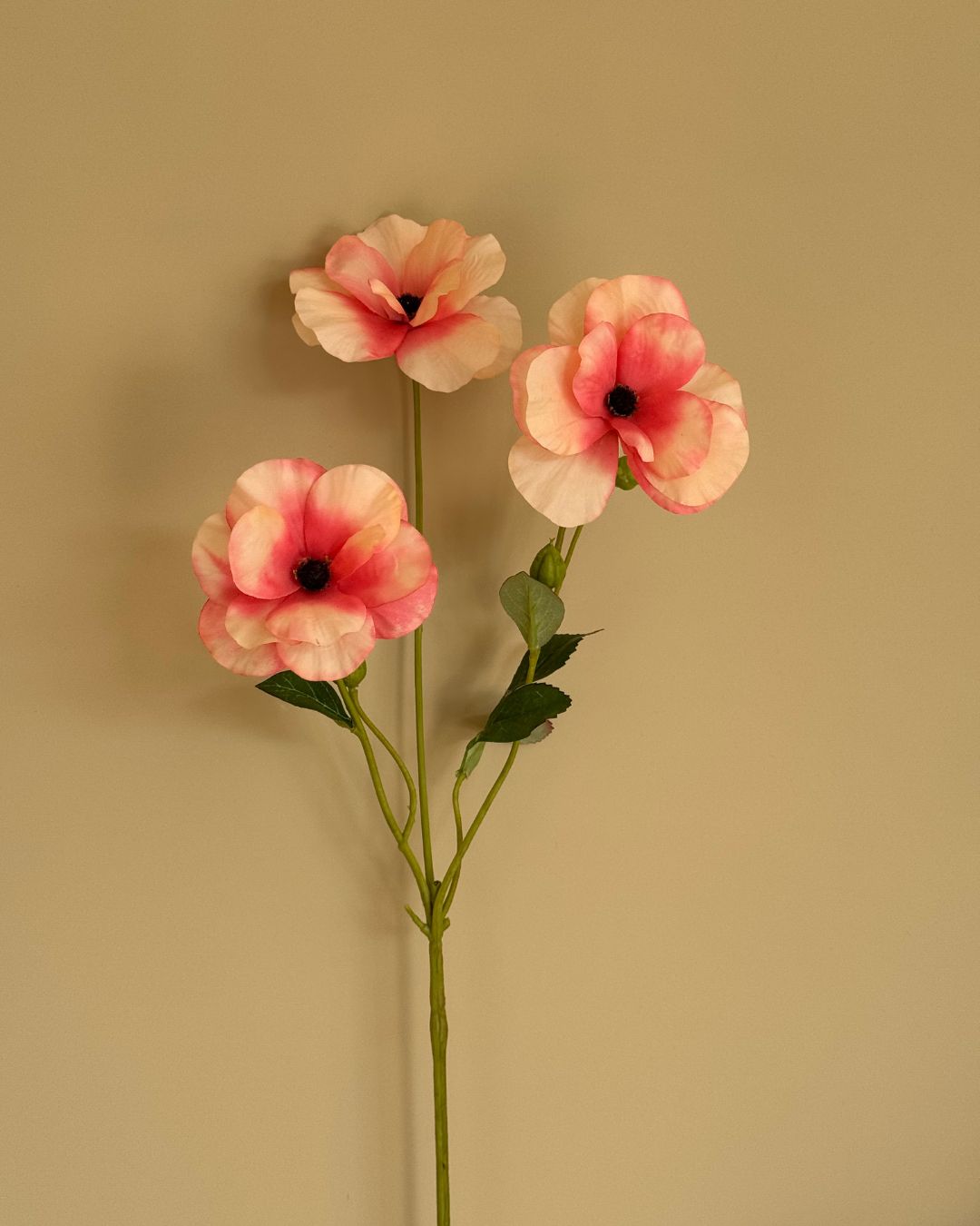 Ranunkel Abrikos - 67 cm