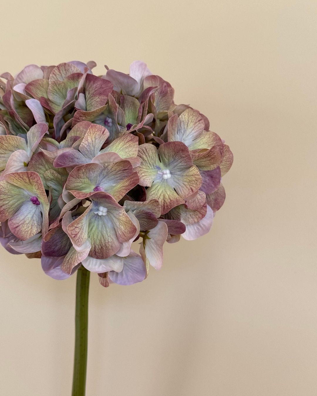 Hortensia - Grøn/Lilla - 50 cm
