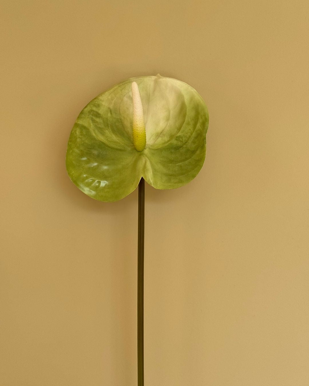 Stor Anthurium Grøn - 61 cm
