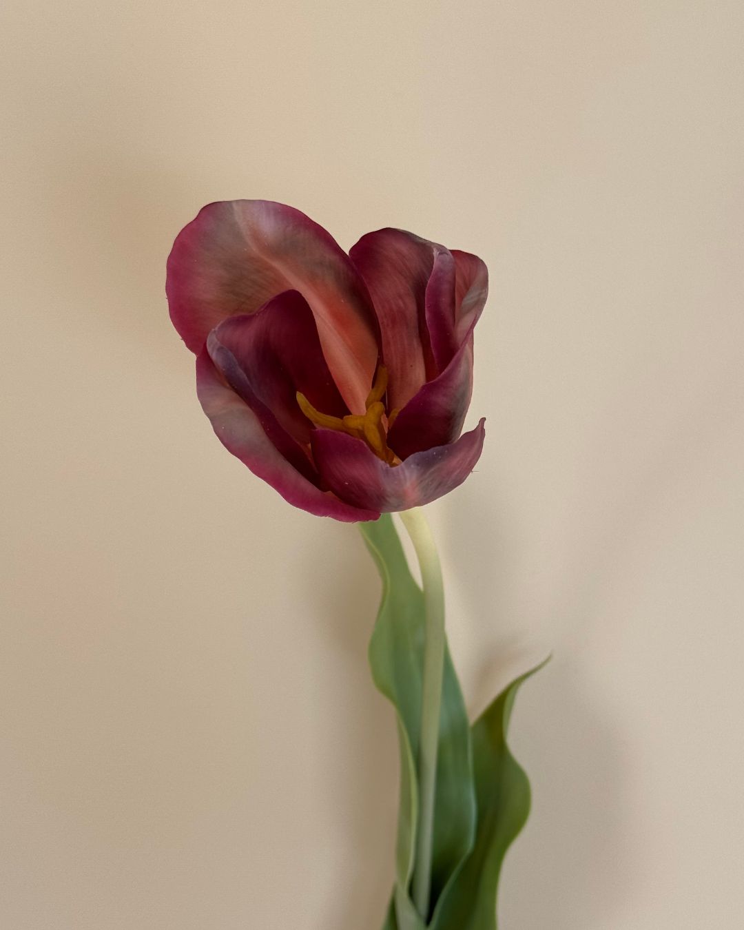 Tulipan - Burgundy - 72 cm