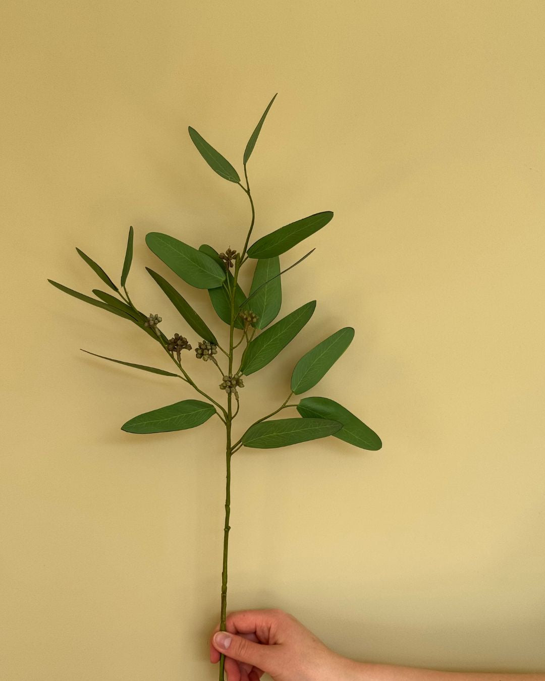 Eucalypthus - 90 cm