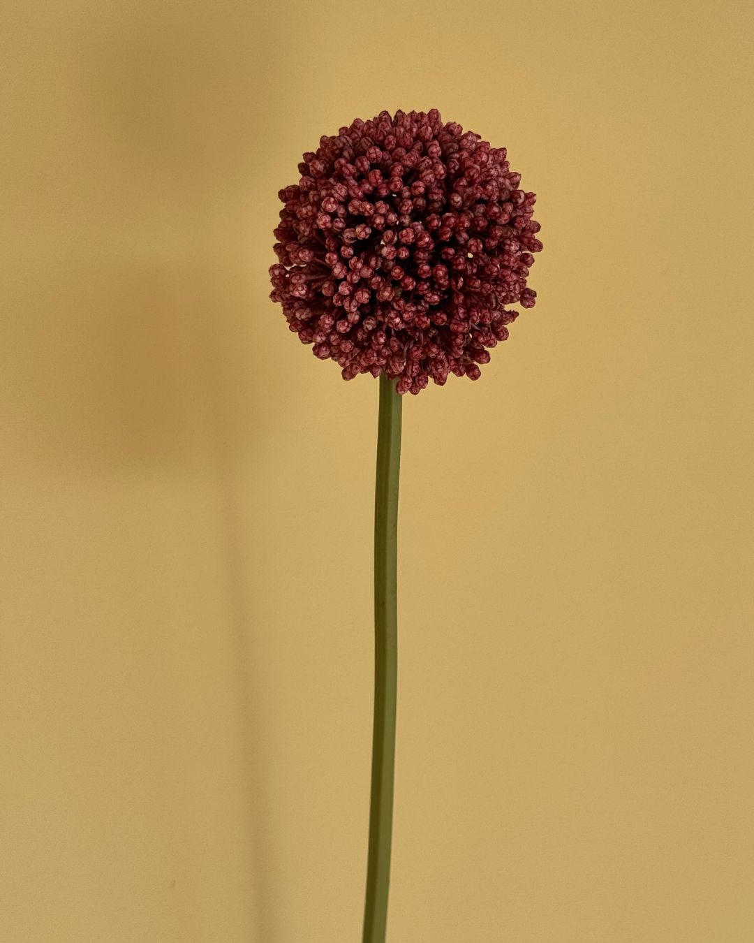 Lille Allium Pink/Lilla - 65 cm