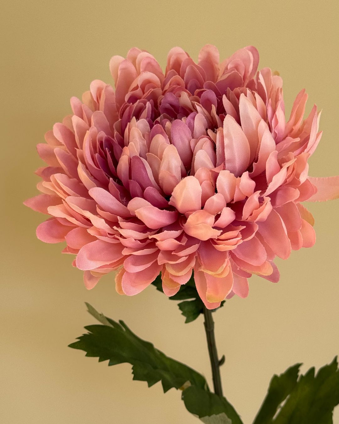Lyserød Chrysanthemum - 75 cm