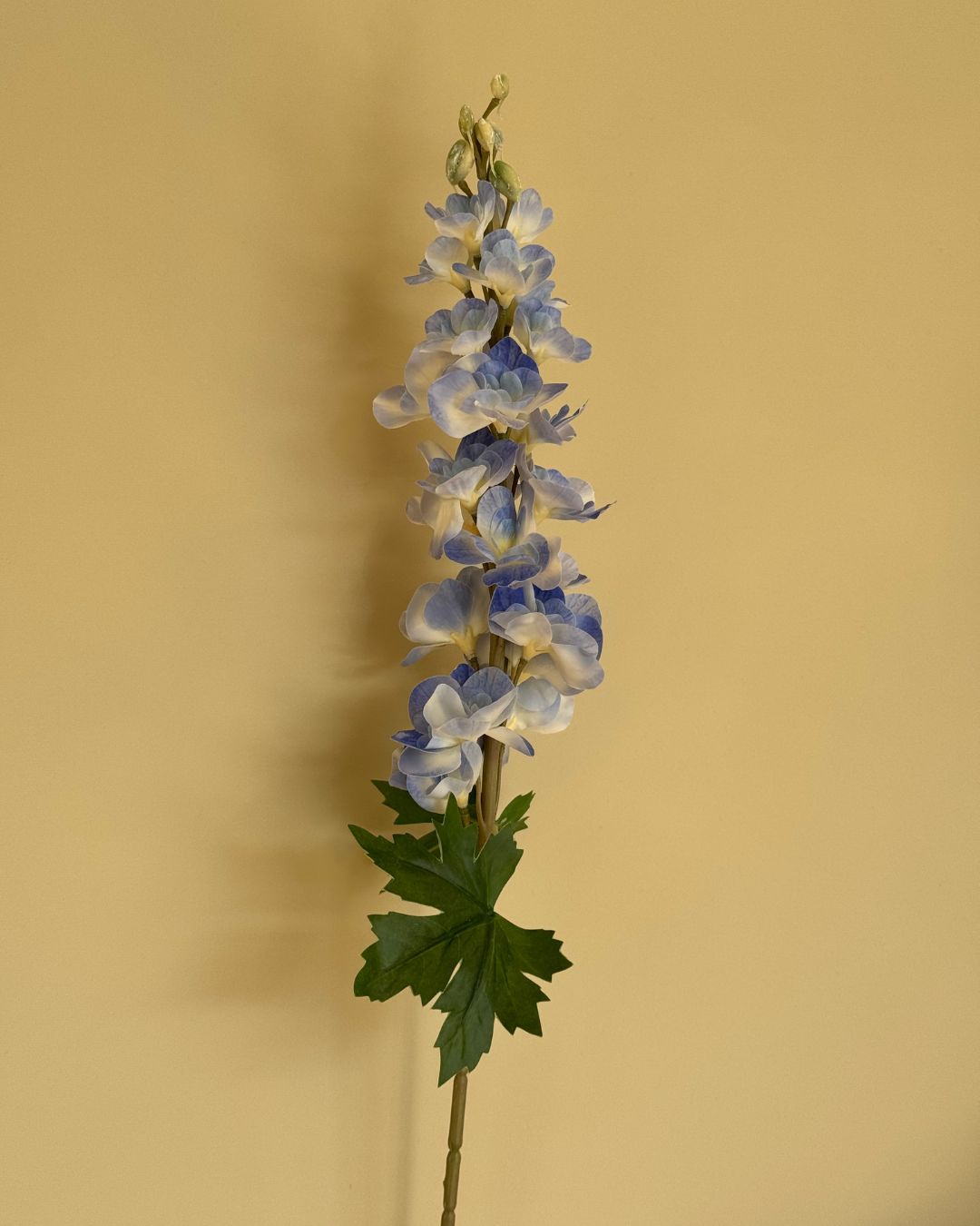 Ridderspore Blå - 80 cm
