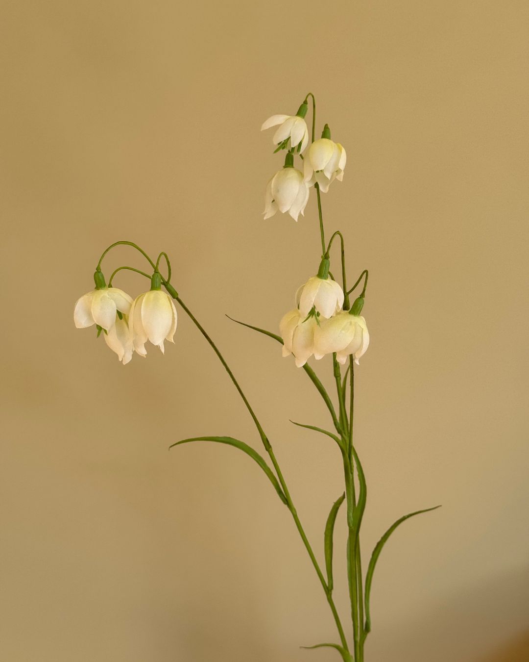 Klokkeblomst - 79 cm