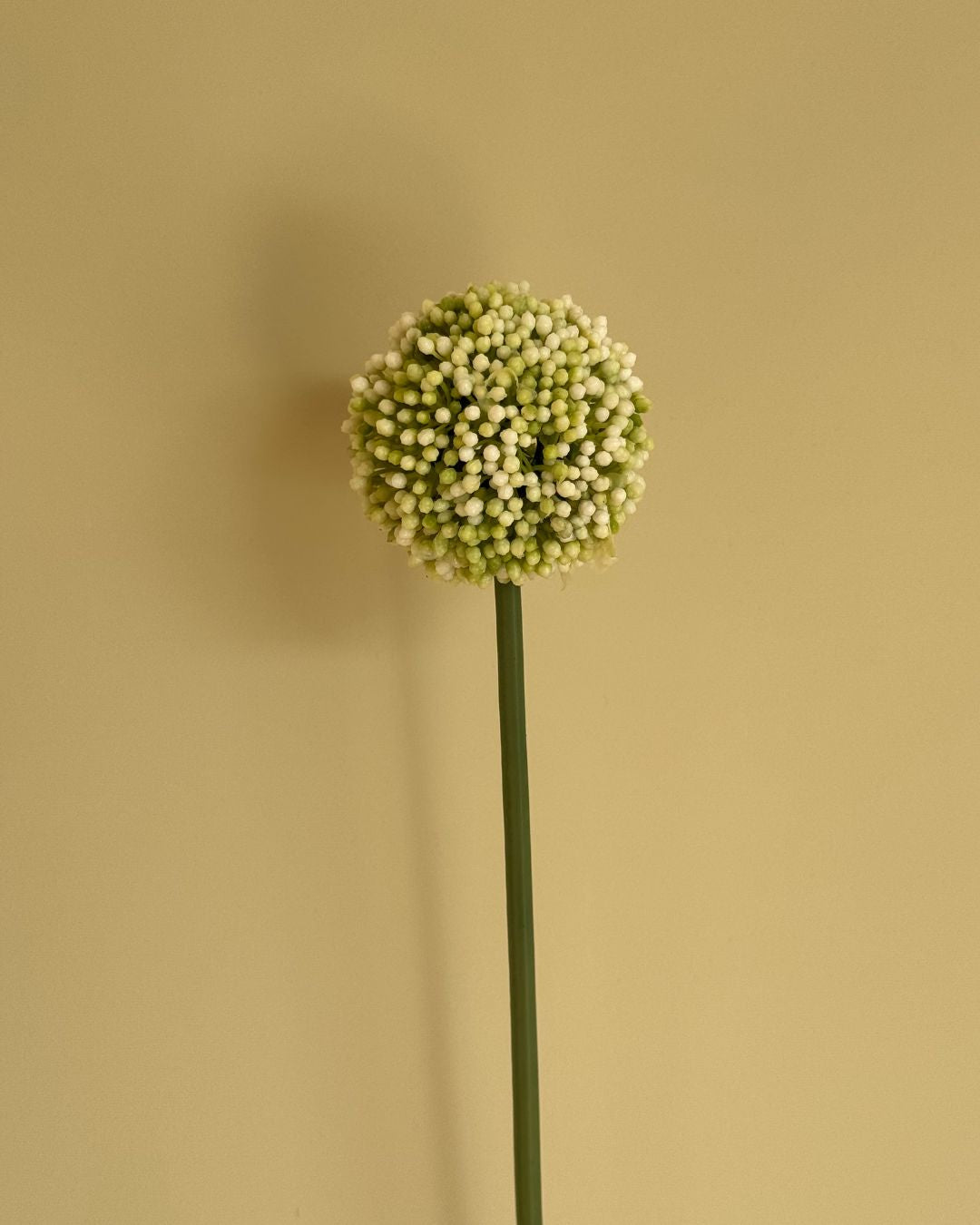 Lille Allium Hvid - 65 cm