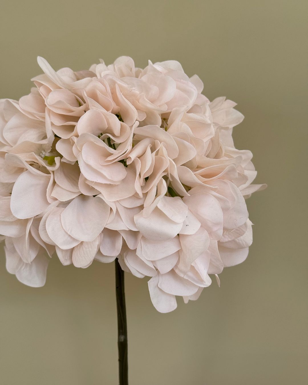 Hortensia - Creme - 50 cm