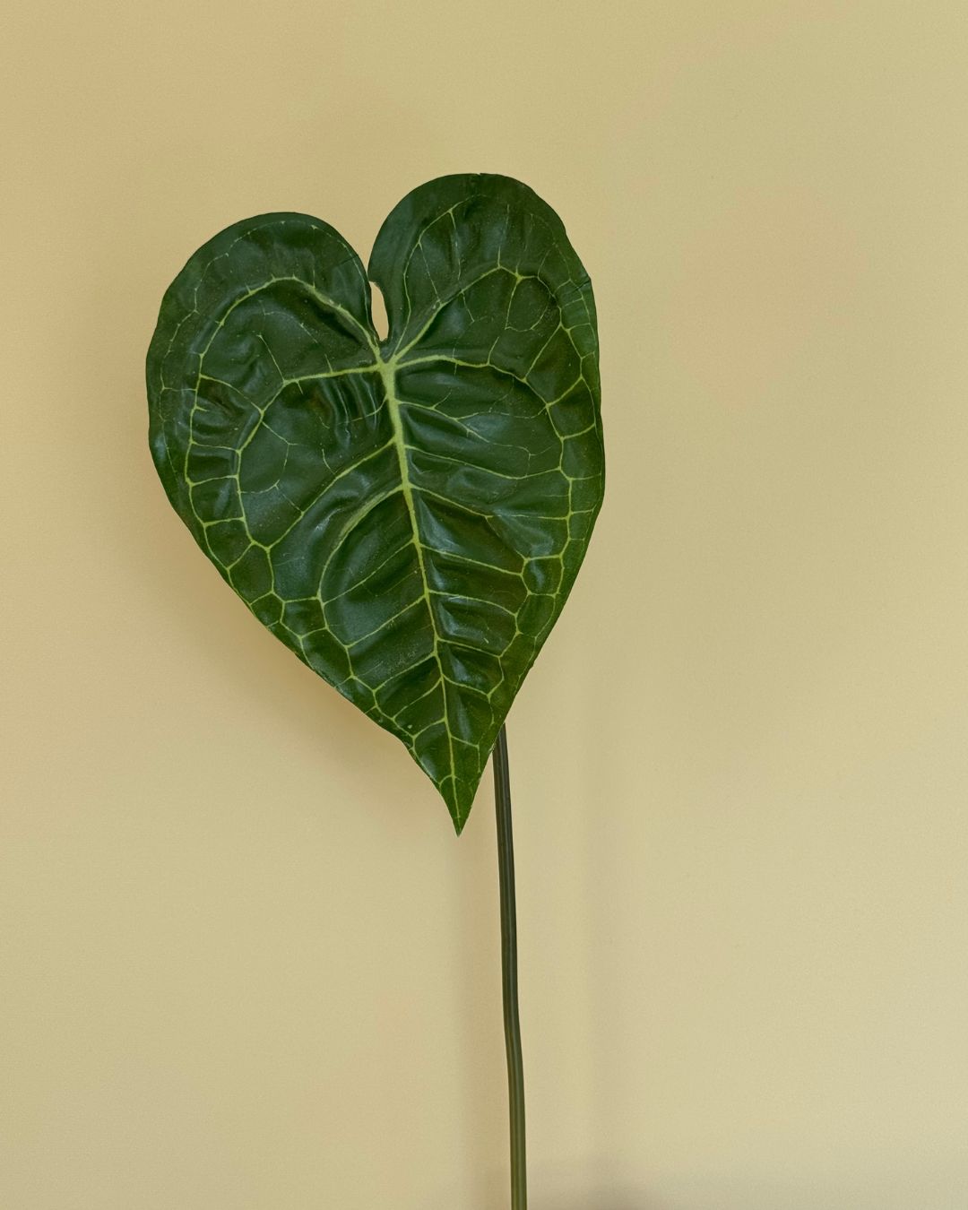 Anthurium Blad - 74 cm