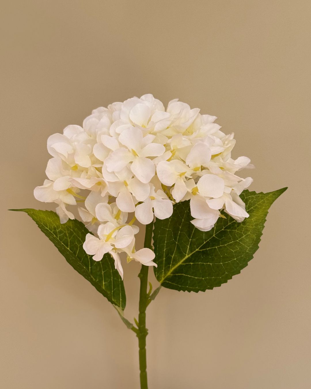 Lille Hvid Hortensia