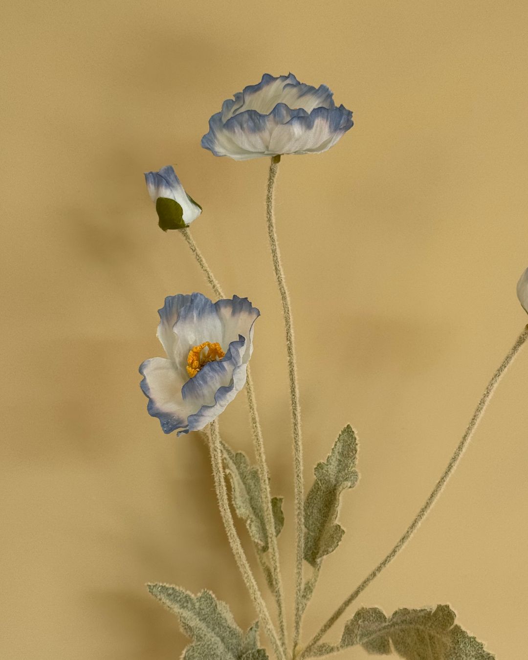 Valmue Lyseblå - 60 cm
