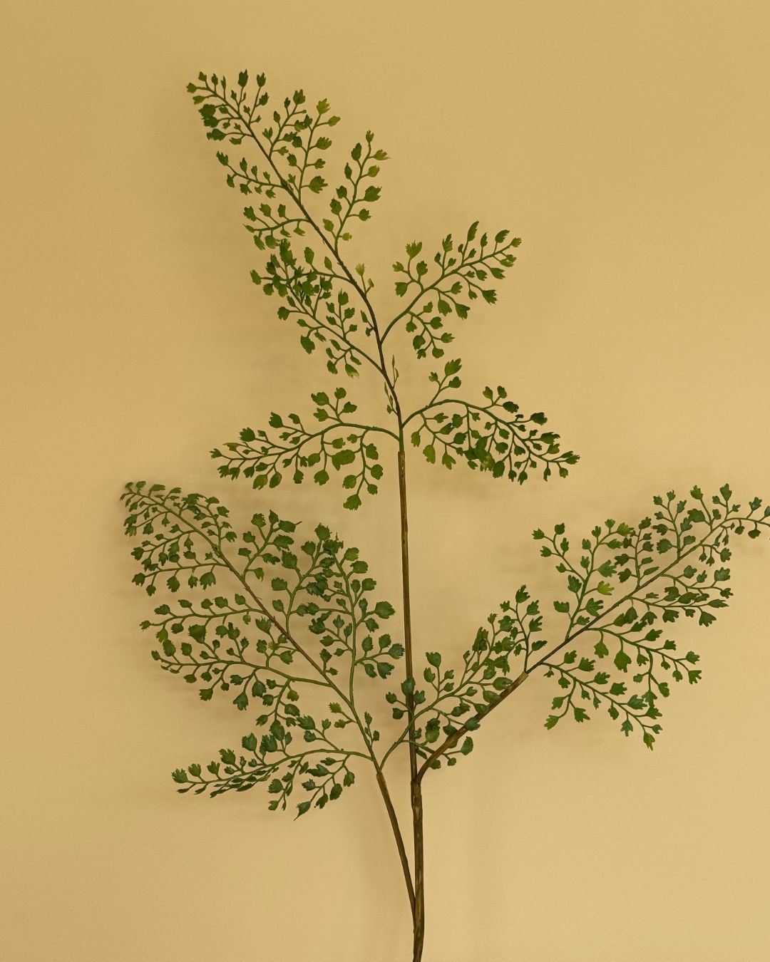 Bregne - 80 cm
