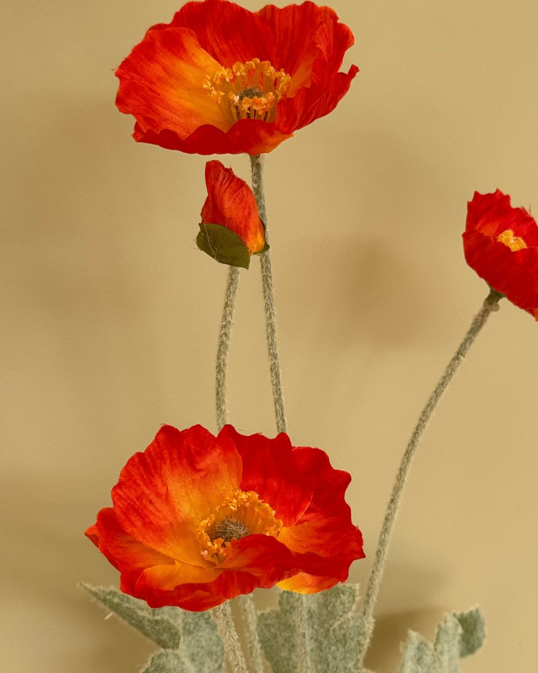 Valmue Orange - 60 cm