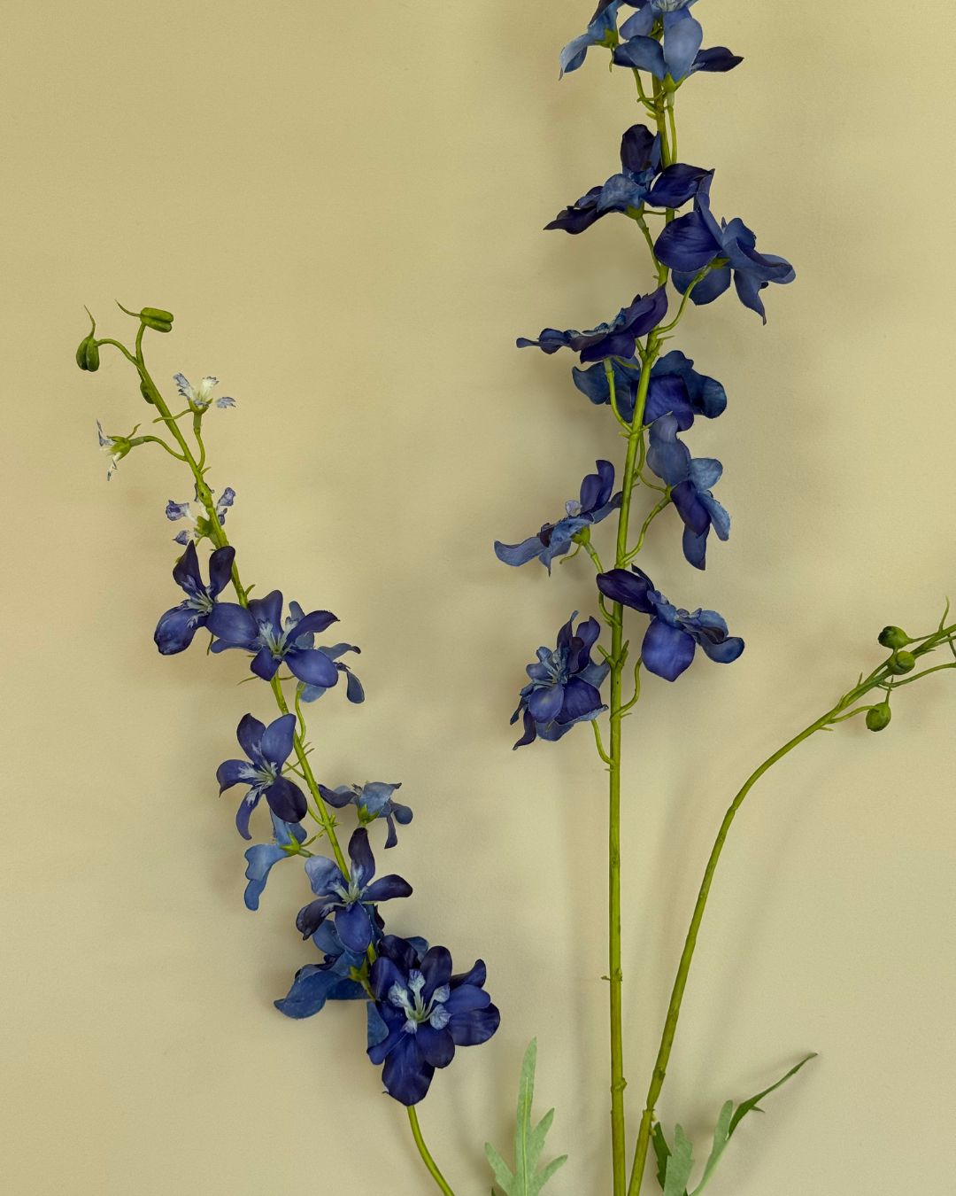 Ridderspore - Blå - 122 cm
