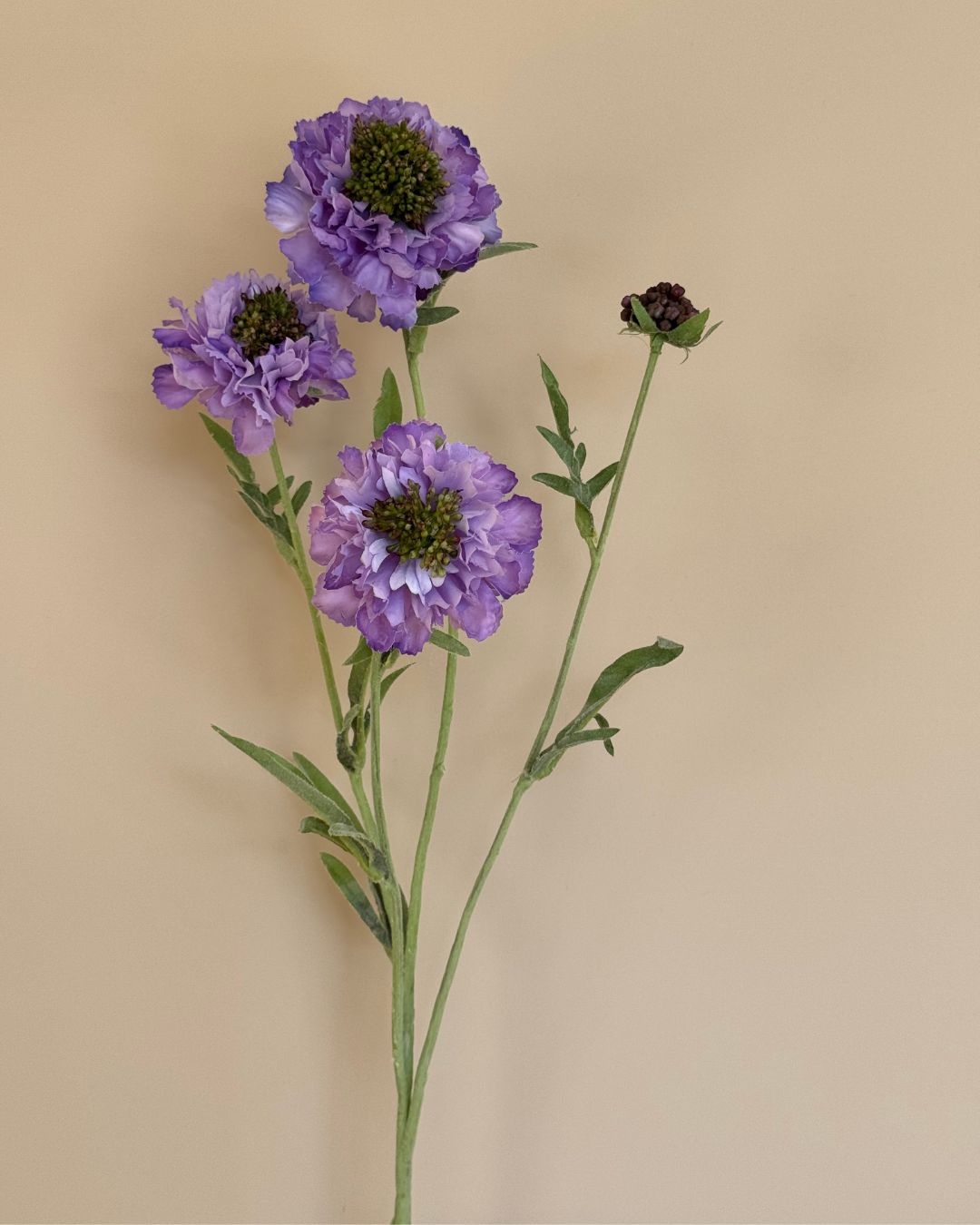 Scabiosa - Lilla - 80 cm
