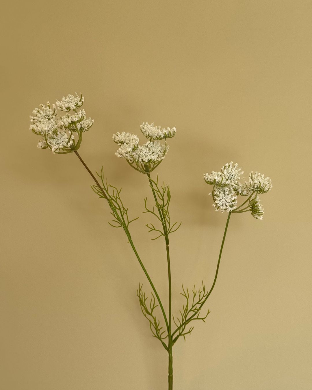 Skærmblomst Hvid - 50 cm