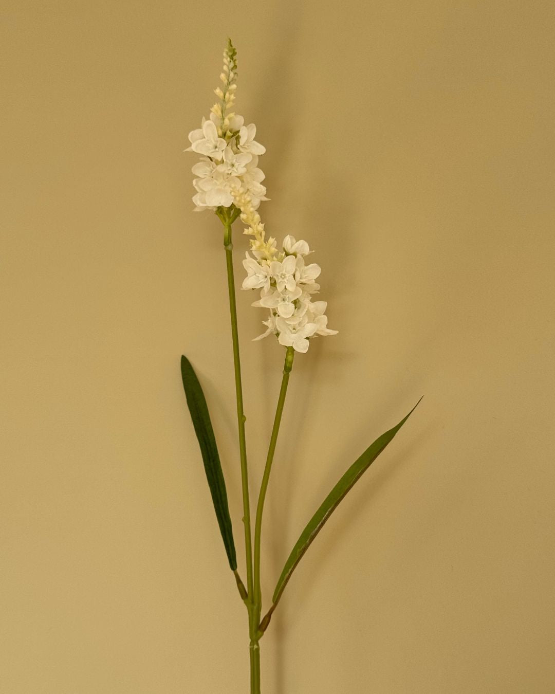 Lysimachia Hvid - 63 cm